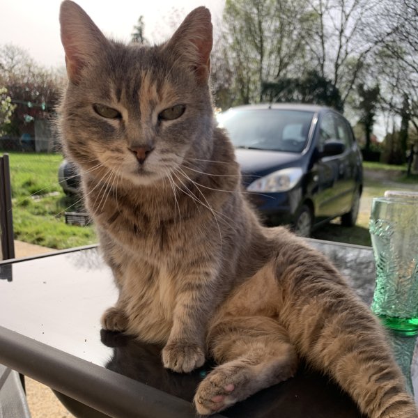 Ensemble Elizabeth Lingettes tête de chat – Made in France